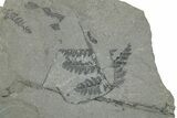 Pennsylvanian Fern (Sphenopteris) Fossil - Kentucky #255683-1